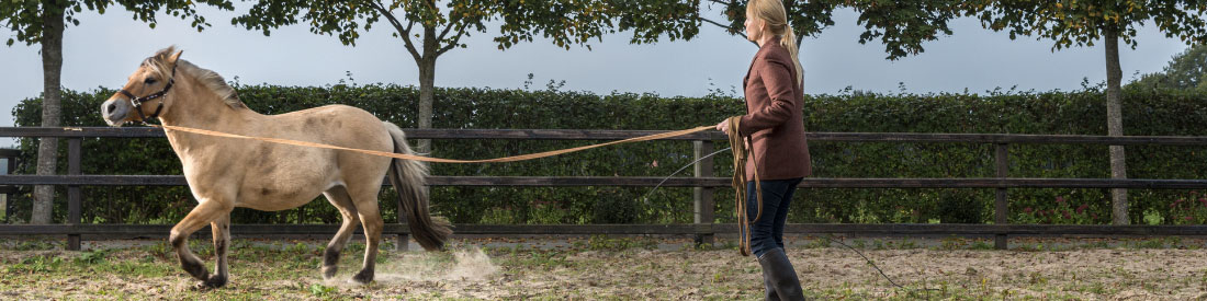 Témoignages : Former avec le cheval, la formation dans tous ses états innovants