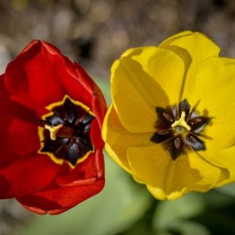 Manager efficacement une équipe hybride (présentiel/ télétravail)