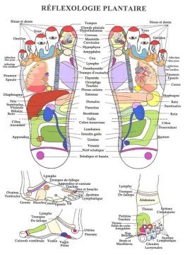 FORMATION REFLEXOLOGIE PLANTAIRE THAÏE