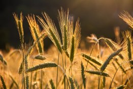 ISO 22000 v2018